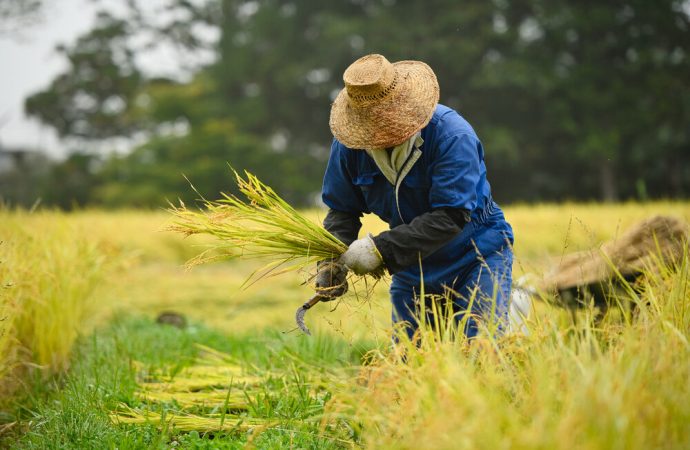 ارتفاع درجات الحرارة يهدد المحاصيل الصينية