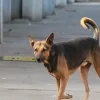 كلاب ضالة تعقر فتى في جاوا جنوبي عمان