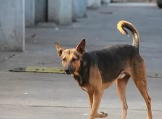 كلاب ضالة تعقر فتى في جاوا جنوبي عمان