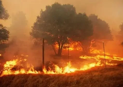 الأردن 673 حريق “الأشجار”، كيف تم التعامل معها؟