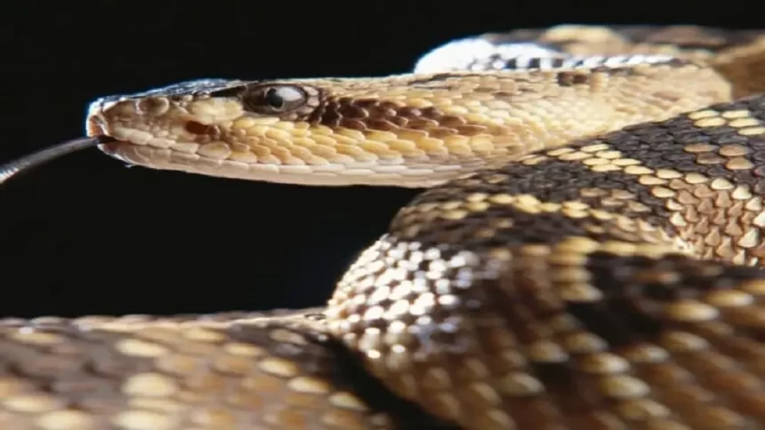 انتشار أفعى فلسطين في الأردن