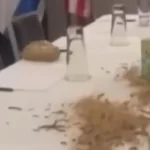 شاهد..نشطاء أمريكيون يفسدون إقامة"نتنياهو" بالحشرات والزواحف