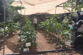 دورة منظمة الأغذية والزراعة