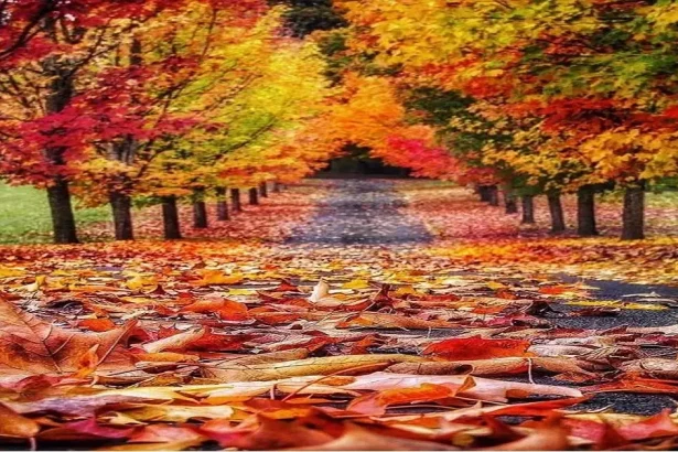 طقس مائل للبرودة مع ظهور سحب متفرقة اليوم