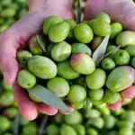 خبراء : التغير المناخي يتسبب في تأخير موسم قطاف الزيتون في المملكة