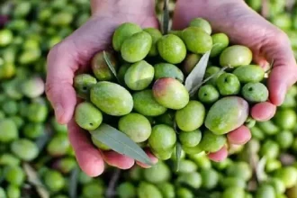 خبراء : التغير المناخي يتسبب في تأخير موسم قطاف الزيتون في المملكة