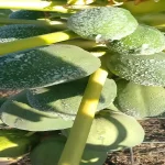 موجة صقيع تضرب الأغوار الشمالية وتتسبب بأضرار في مزارع الخضروات والأشجار