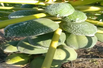 موجة صقيع تضرب الأغوار الشمالية وتتسبب بأضرار في مزارع الخضروات والأشجار