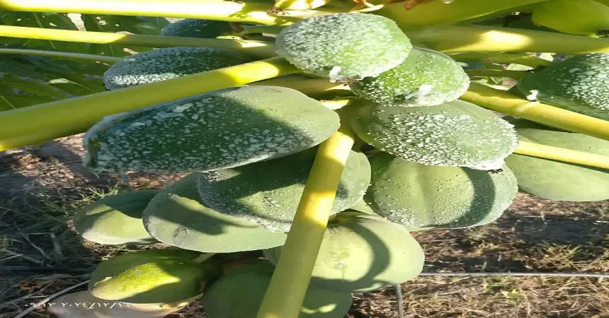 موجة صقيع تضرب الأغوار الشمالية وتتسبب بأضرار في مزارع الخضروات والأشجار