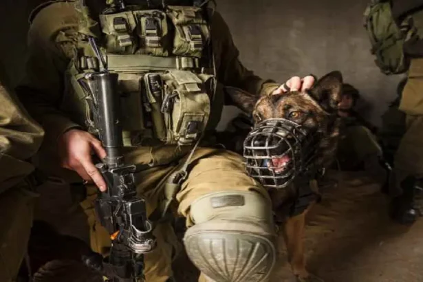 فلسطينية تروي معاناتها بعدما عضها كلب للاحتلال في غزة