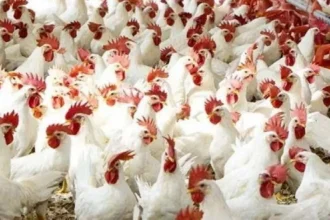 البرد يقتل 30% من إنتاج الدواجن وتوقع عودة الأسعار لطبيعتها نهاية الشهر