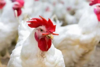 الصناعة والتجارة: ندرس أسباب ارتفاع أسعار الدجاج ولن نتوانى عن اتخاذ إجراءات لضبط السوق