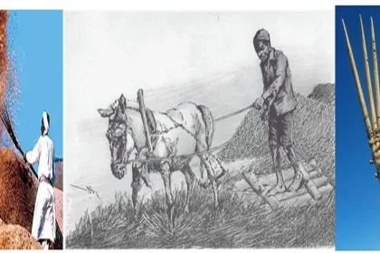 الجورعة... وانتهاء رقصة البيادر