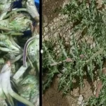 ارض ماعين ...انشودة خير