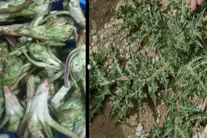 ارض ماعين ...انشودة خير