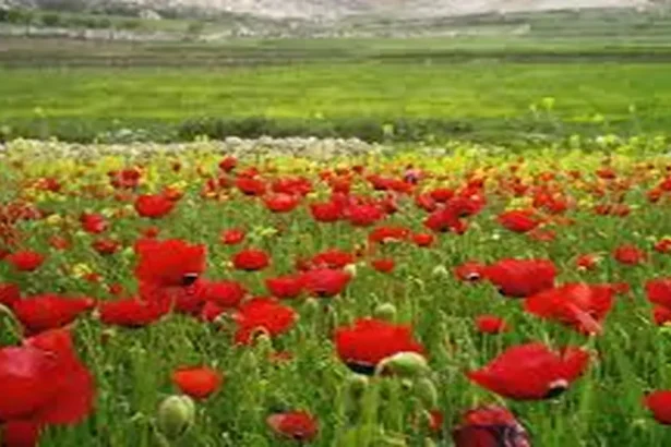 أجواء دافئة إلى حارة اليوم وغدًا وطقس ربيعي يوم الإثنين