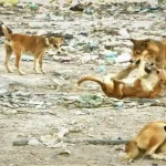 ظاهرة الكلاب الضالة تتفاقم: التعقيم مكلف والقانون يقيّد عمل البلديات