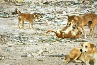 ظاهرة الكلاب الضالة تتفاقم: التعقيم مكلف والقانون يقيّد عمل البلديات