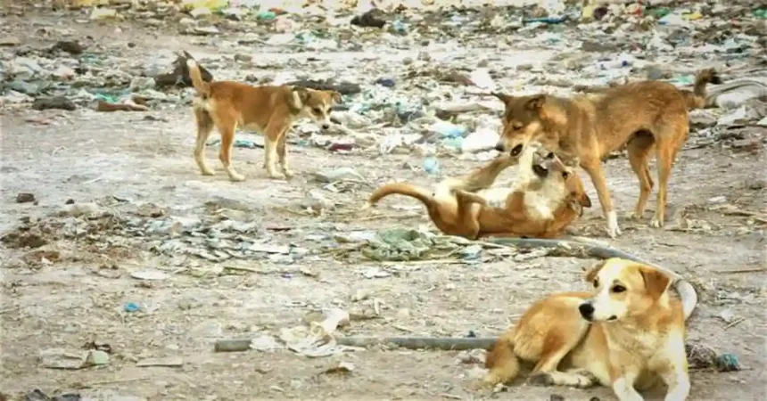 ظاهرة الكلاب الضالة تتفاقم: التعقيم مكلف والقانون يقيّد عمل البلديات