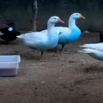 بط ملطخٌ باللون الأزرق والسلطات البرازيلية تفتح تحقيقا.. فما القصة؟