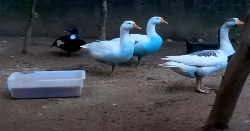 بط ملطخٌ باللون الأزرق والسلطات البرازيلية تفتح تحقيقا.. فما القصة؟