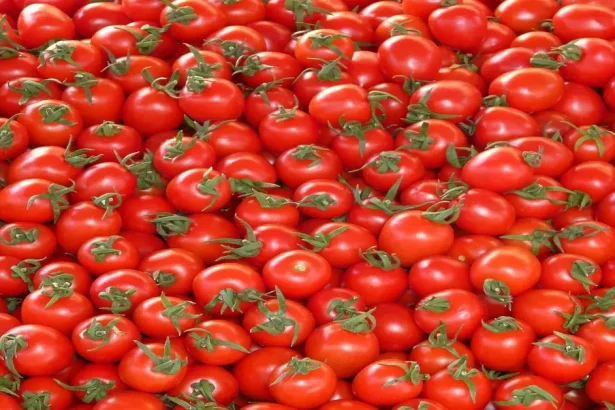 خسائر كبيرة لمزارعي البندورة ومقترح لدعم تصنيعي حكومي / تفاصيل