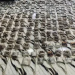 الجيش يحبط محاولة تسلل وتهريب كمية كبيرة من المواد المخدرة