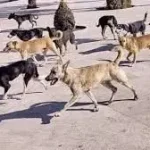 هجوم كلاب ضالة تنهش طلاب ومعلمة في إربد