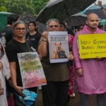 محكمة الهند العليا تأمر بإطلاق الكلاب الضالة في شوارع نيودلهي