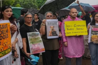 محكمة الهند العليا تأمر بإطلاق الكلاب الضالة في شوارع نيودلهي