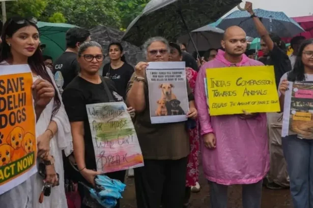محكمة الهند العليا تأمر بإطلاق الكلاب الضالة في شوارع نيودلهي