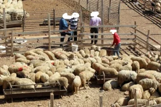 مواطنو مادبا يواصلون شكاواهم من التدهور البيئي وسط غياب المعالجات الرسمية(ارشيفية)