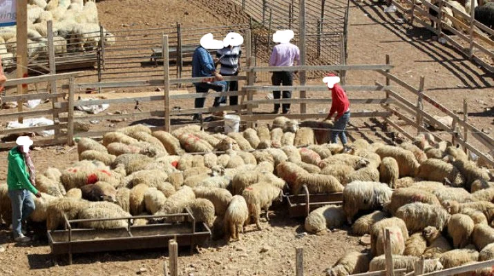 مواطنو مادبا يواصلون شكاواهم من التدهور البيئي وسط غياب المعالجات الرسمية(ارشيفية)