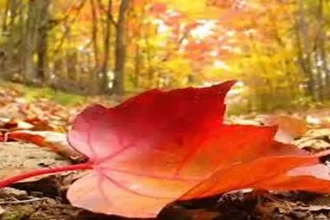 الخميس .. طقس خريفي معتدل