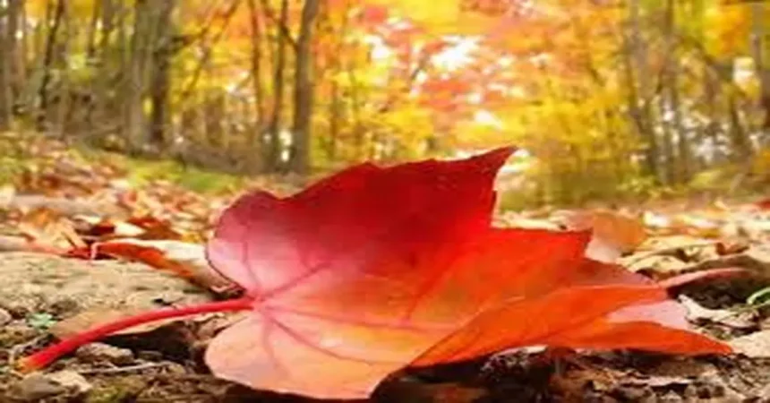 الخميس .. طقس خريفي معتدل