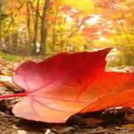 طقس خريفي لطيف اليوم