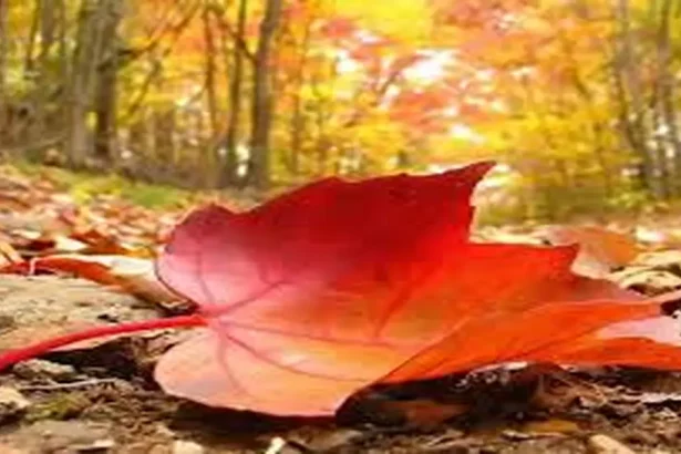 طقس خريفي لطيف اليوم