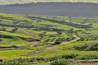 ربيع الأردن يخطف القلوب