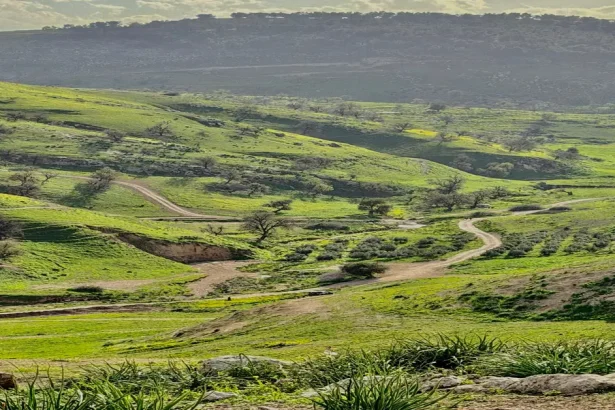 ربيع الأردن يخطف القلوب