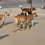 الكلاب الضالة في ماعين