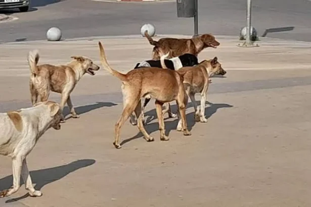 الكلاب الضالة في ماعين