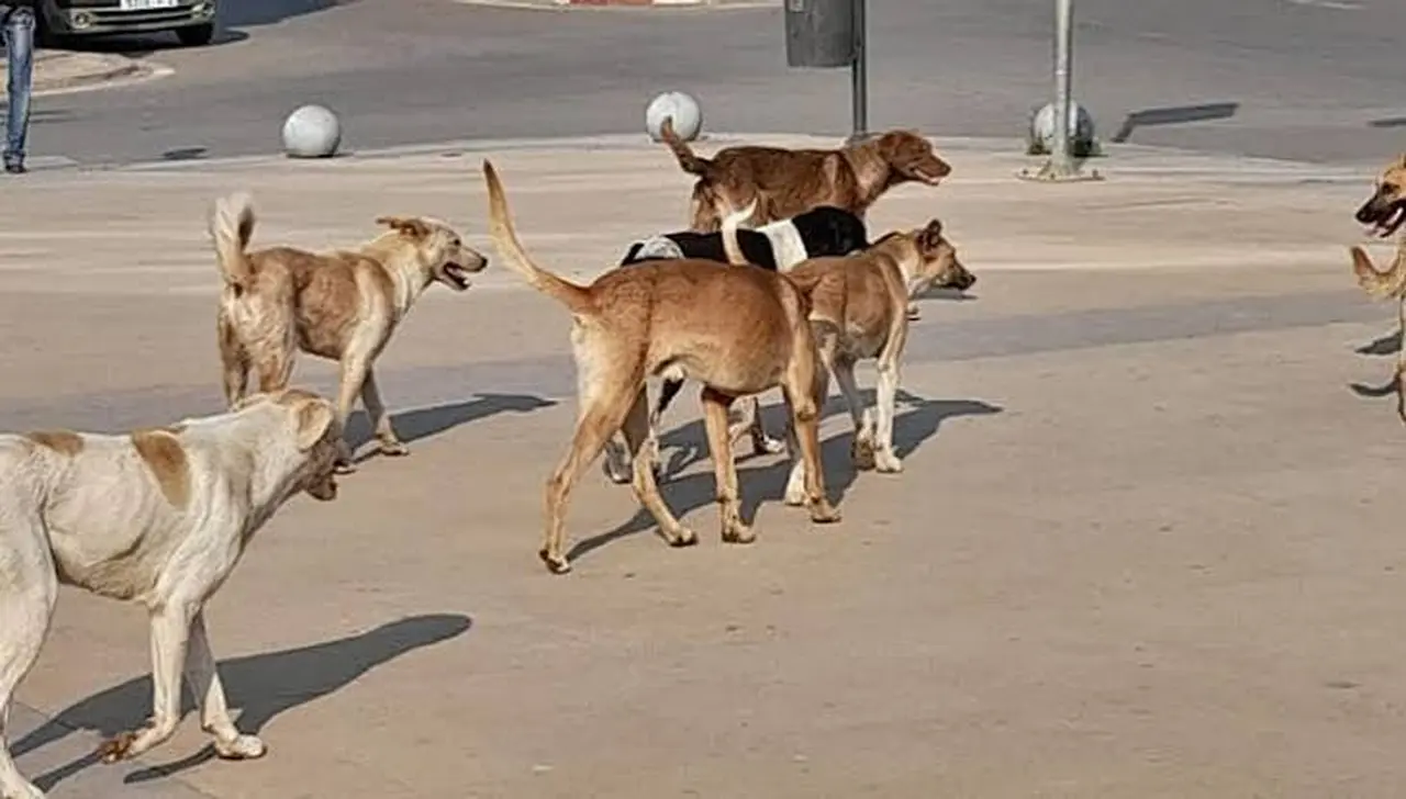 الكلاب الضالة في ماعين