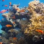 العقبة ضمن أفضل الوجهات العالمية